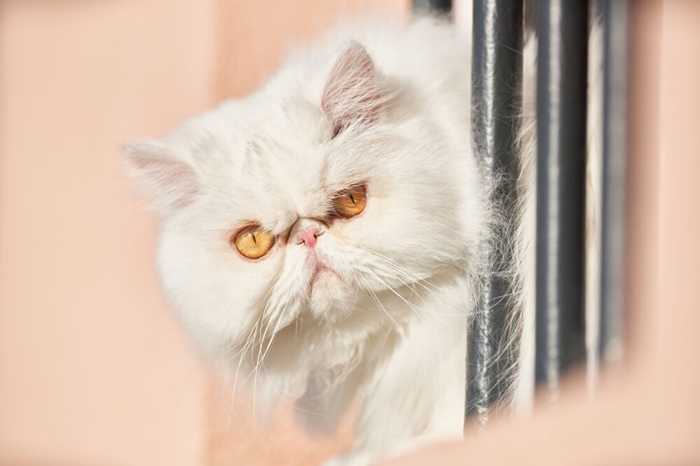 Gato persa blanco cabeza redonda