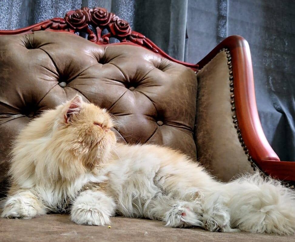 gato persa blanco