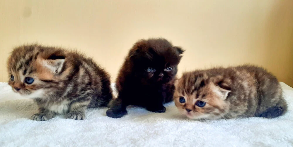 gatos persas recién nacidos